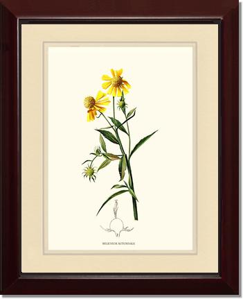 Sneezewort, Autumn | Flower/Floral Art Print