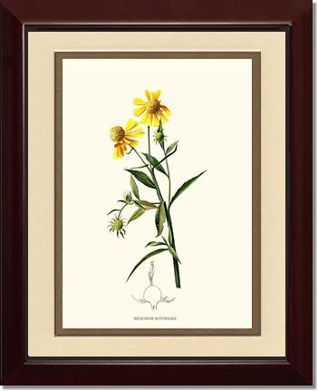 Sneezewort, Autumn | Flower/Floral Art Print