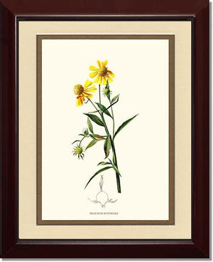 Sneezewort, Autumn | Flower/Floral Art Print