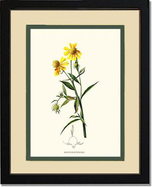 Sneezewort, Autumn | Flower/Floral Art Print