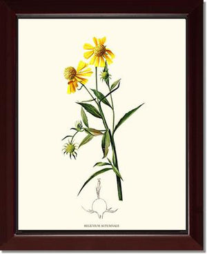 Sneezewort, Autumn | Flower/Floral Art Print