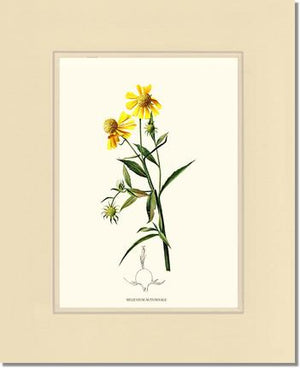 Sneezewort, Autumn | Flower/Floral Art Print
