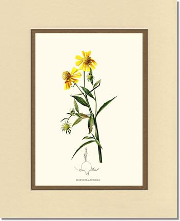 Sneezewort, Autumn | Flower/Floral Art Print