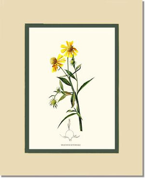 Sneezewort, Autumn | Flower/Floral Art Print