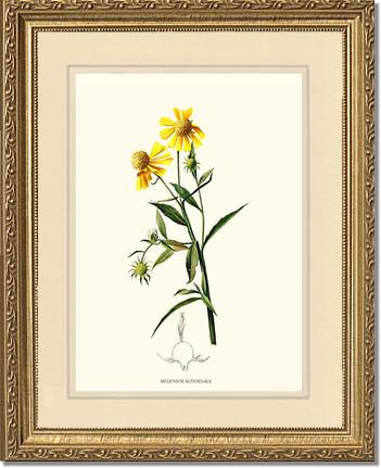 Sneezewort, Autumn | Flower/Floral Art Print