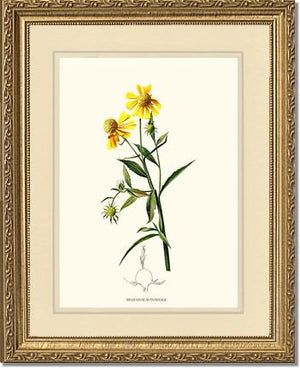 Sneezewort, Autumn | Flower/Floral Art Print