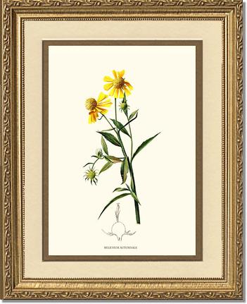 Sneezewort, Autumn | Flower/Floral Art Print