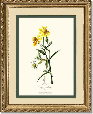 Sneezewort, Autumn | Flower/Floral Art Print