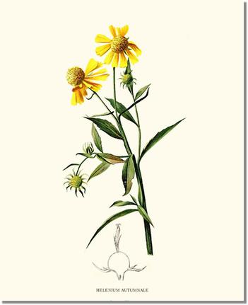 Flower Floral Print: Sneezewort, Autumn