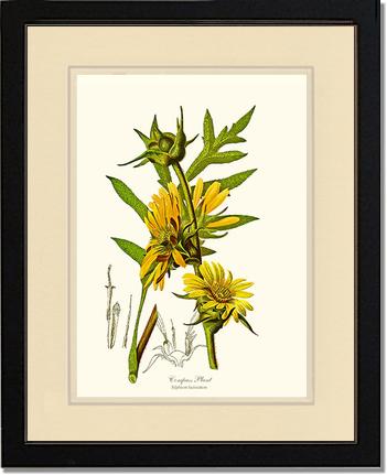 Compass Plant | Flower/Floral Art Print