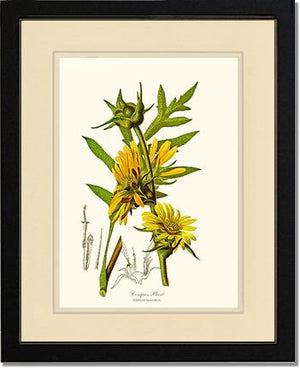 Compass Plant