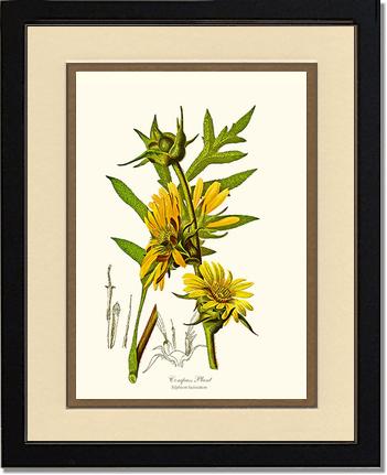 Compass Plant | Flower/Floral Art Print