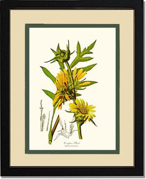 Compass Plant