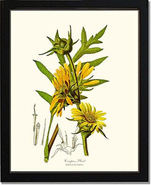 Compass Plant