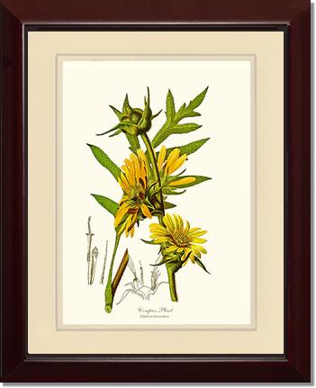 Compass Plant | Flower/Floral Art Print