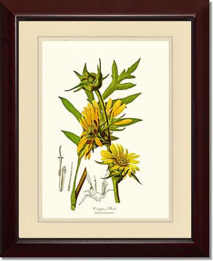 Compass Plant