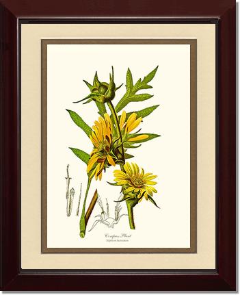 Compass Plant | Flower/Floral Art Print