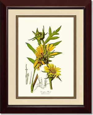 Compass Plant