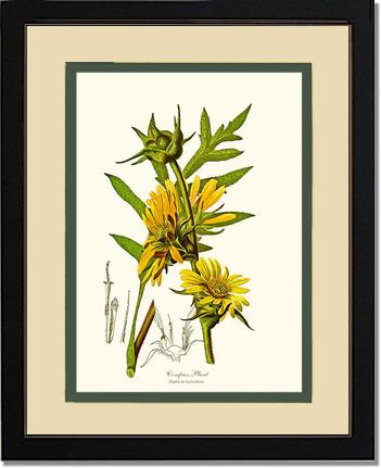 Compass Plant | Flower/Floral Art Print