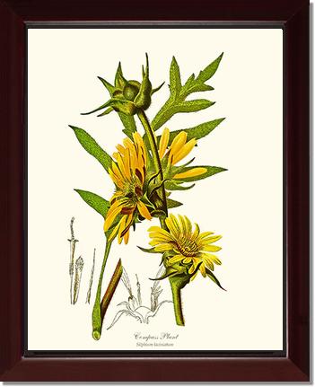 Compass Plant | Flower/Floral Art Print