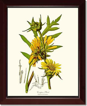 Compass Plant