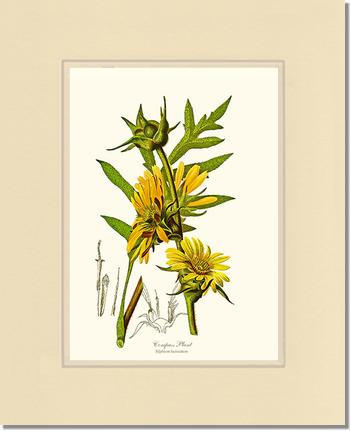 Compass Plant | Flower/Floral Art Print
