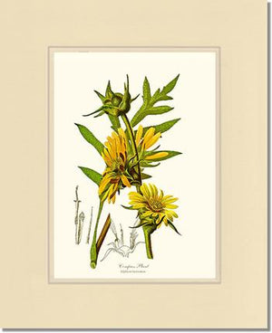 Compass Plant