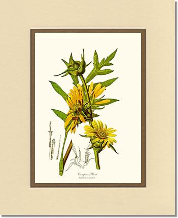 Compass Plant | Flower/Floral Art Print