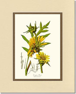 Compass Plant