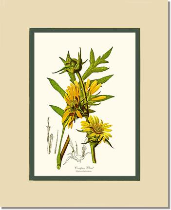 Compass Plant | Flower/Floral Art Print