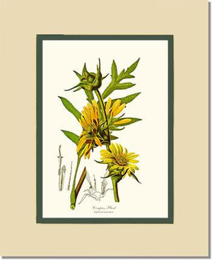 Compass Plant