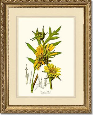 Compass Plant