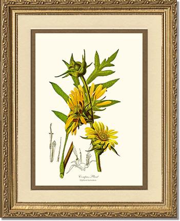 Compass Plant | Flower/Floral Art Print
