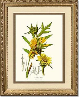 Compass Plant