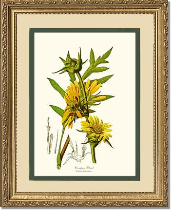Compass Plant | Flower/Floral Art Print