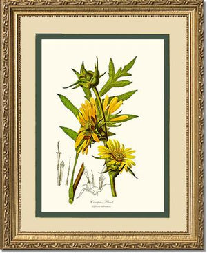 Compass Plant