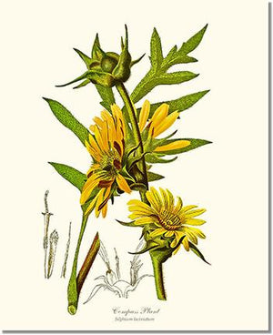 Compass Plant