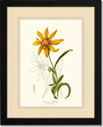Wyethia, Arizonian | Flower/Floral Art Print