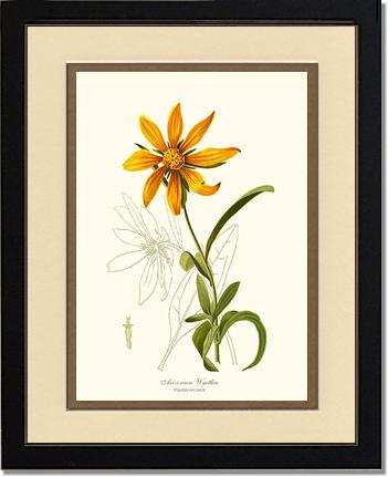 Wyethia, Arizonian | Flower/Floral Art Print