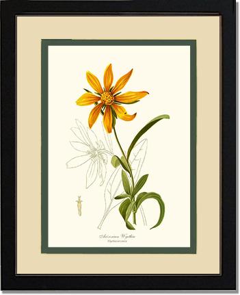 Wyethia, Arizonian | Flower/Floral Art Print