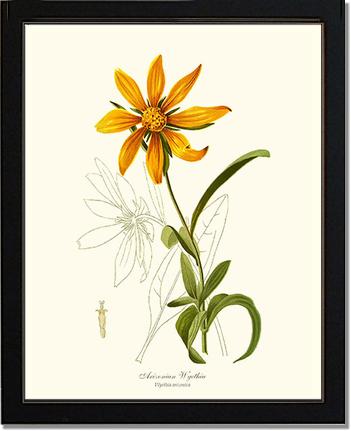 Wyethia, Arizonian | Flower/Floral Art Print