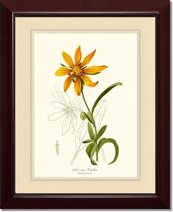 Wyethia, Arizonian | Flower/Floral Art Print