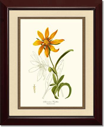 Wyethia, Arizonian | Flower/Floral Art Print
