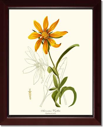 Wyethia, Arizonian | Flower/Floral Art Print