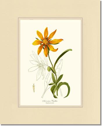 Wyethia, Arizonian | Flower/Floral Art Print