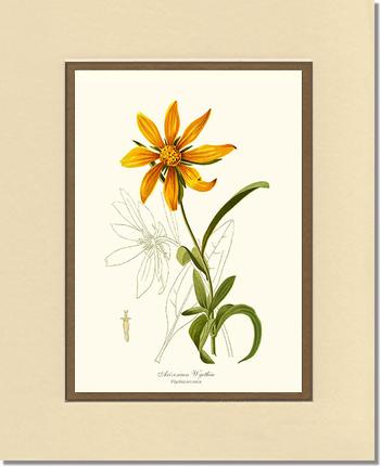 Wyethia, Arizonian | Flower/Floral Art Print