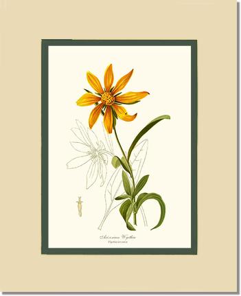 Wyethia, Arizonian | Flower/Floral Art Print