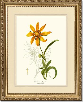 Wyethia, Arizonian | Flower/Floral Art Print