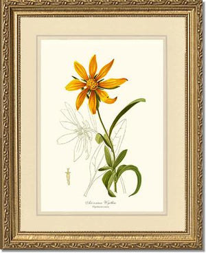 Wyethia, Arizonian