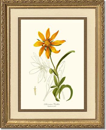 Wyethia, Arizonian | Flower/Floral Art Print